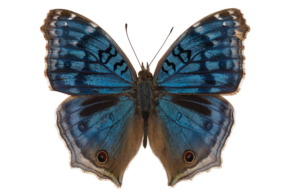 Junonia rhadama Junonia rhadama, Familie der Edelfalter   49 mm Flügelspannweite, Madagaskar